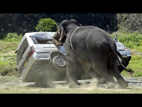 Видео: Удивительные случаи со слонами, снятые на камеру!
