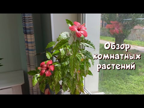 Видео: Обзор комнатных растений.