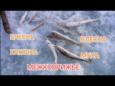 Видео: Зимняя блесна клюшка против мухоблесны.Ловчие блесна по наваге зубарю на зимней рыбалке.