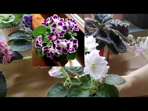 Видео: Новинки моей коллекции./  Приобретение для фиалок.