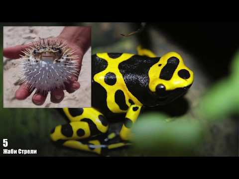 Видео: Топ 15 Най-отровни животни