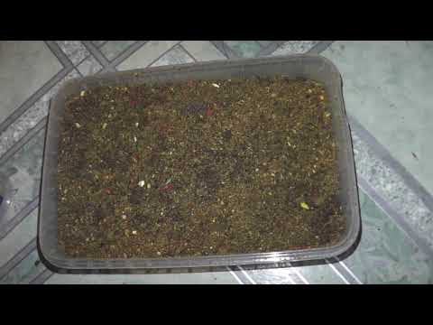 Видео: За день до БИТВЫ! Подготовка к соревнованиям по СПОРТИВНОЙ МОРМЫШКЕ.