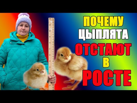 Видео: Почему цыплята отстают в росте.