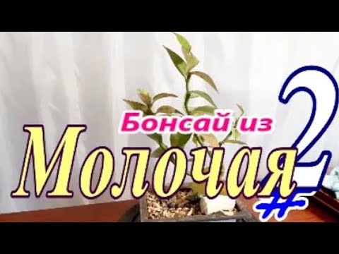 Видео: Бонсай из Молочая #2  Март 2025