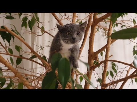 Видео: Вітаю! Наші котики не дають нам сумувати🐈‍⬛🐈