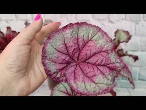 Видео: Бегонии моей селекции ШС.