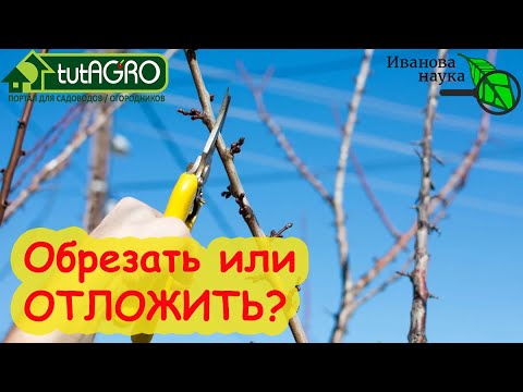 Видео: НЕ ОБРЕЗАЙТЕ ВИШНЮ и СЛИВУ весной, пока не посмотрите это видео! Когда обрезка грозит гибелью сада.