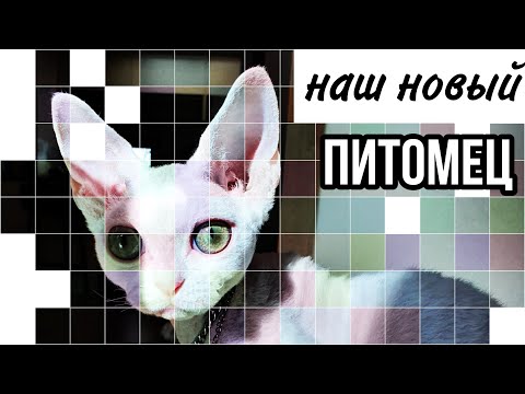 Видео: Наш новый питомец. Знакомство кота с попугаем;) KOREA VLOG