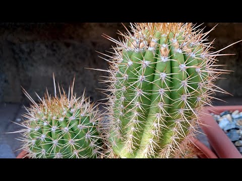 Видео: Кактусы из магазинных семян) что получилось за 10 лет выращивания!