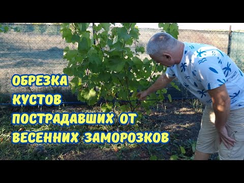 Видео: Виноград плохо восстановился после заморозков.Обрезка,Формировка,Укладка.