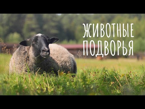 Видео: Животные подворья. Что кушают зверята. Поросята, коровы, овечки, кролики, ягнята, козы и курочки.