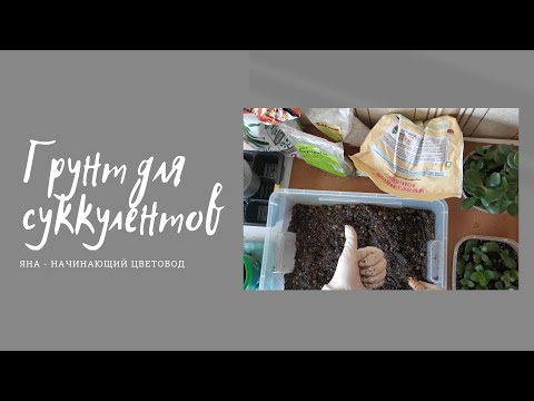 Видео: Грунт для суккулентов| Грунт для денежного дерева