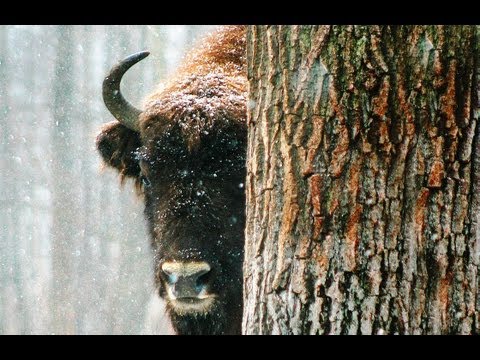 Видео: Беловежская Пуща. Документальный фильм | Film Studio Aves