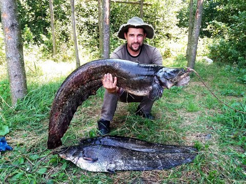 Видео: Ловля сома на квок 2019, Квочение сома на Днепре, Рыбалка на сома / Catfish /