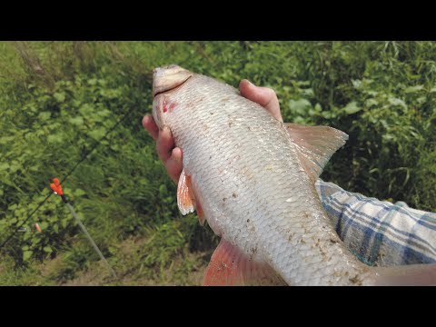 Видео: Язь, Карась, Лещ - р Нура снова радует.