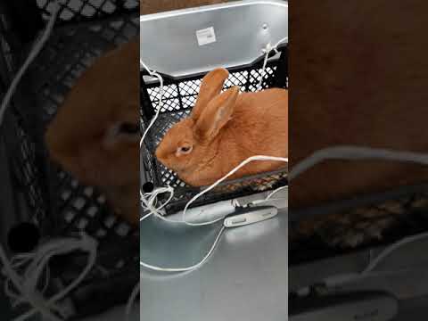 Видео: Взвешивание Бургундских Кроликов в 1 год купленных в Лпх Моряк стоит ли отдавать больше деньги.