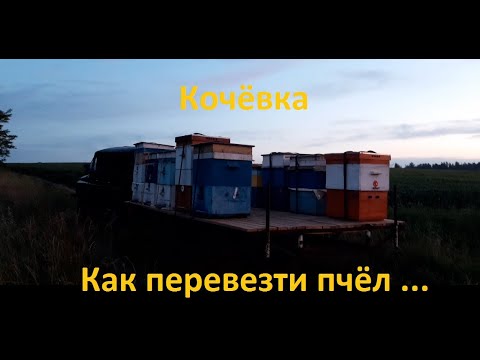 Видео: Кочёвка или как перевезти пчёл в ульях