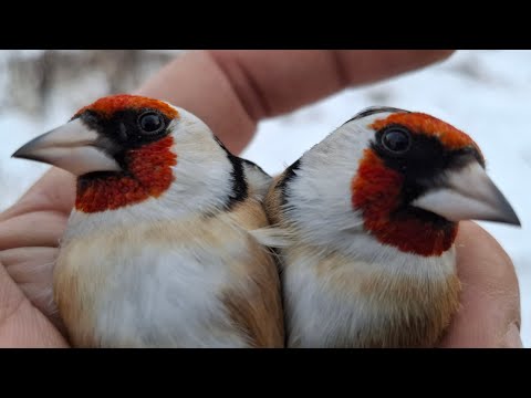 Видео: ЛОВЛЯ ЩЕГЛОВ ПРОСТО ОГОНЬ🔥 ПОПАЛ БЕЛОБОРОДЫЙ👍 29.11.24.