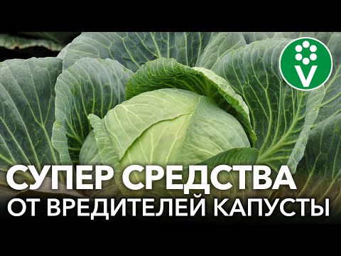 Видео: НА МОЕЙ КАПУСТЕ НЕТ ВРЕДИТЕЛЕЙ И ВОТ ПОЧЕМУ!