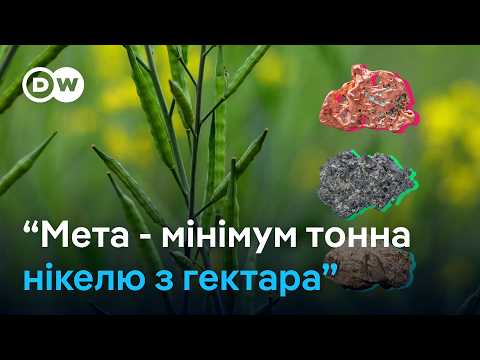 Видео: Нікель… з квітів: як видобувають метали з рослин | DW Ukrainian