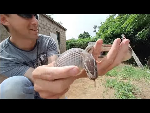 Видео: Эта семья думала, что их злоумышленник ушел...