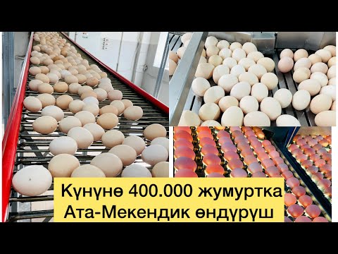 Видео: 400.000 жумуртка күнүнө даяр. Кыргызстанда өндүрүлөт#кыргызстан #тоок #тоокферма #chicken #farming 