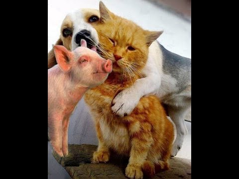 Видео: 🐕 Смешное видео с животными! 😺 Вы будете смеяться! 🐱