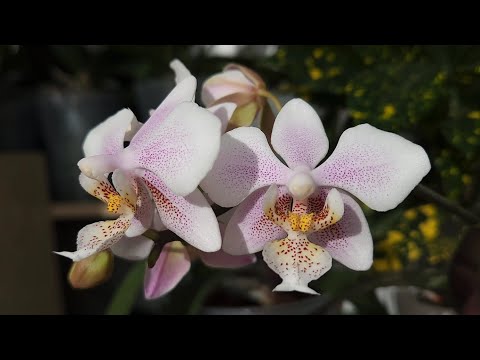Видео: Милейшие цветения этого лета☀️Cambridge🦋, Taida Pink Lady🌷, Philadelphia.. 💔❤️