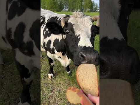 Видео: Очень красивая корова. #animal #cow #животные #коровы #cute cutecow