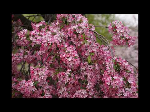 Видео: Алексей Рыбников - Тема Мечты