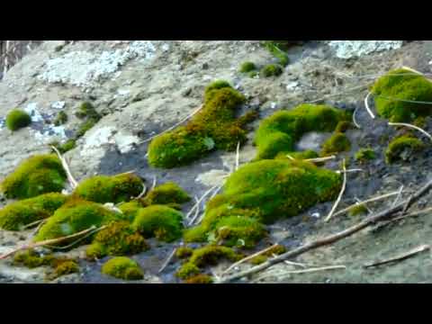 Видео: ПЕСНИ О ЛЮБВИ 💓"ПОЗДНЯЯ  ЛЮБОВЬ", 💓 "АХ, САША, САША...", 💓 "СУДЬБА МОЯ ШАЛЬНАЯ"   ИРЕНА (баян) 