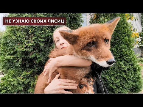 Видео: Осень – время собирать лисички