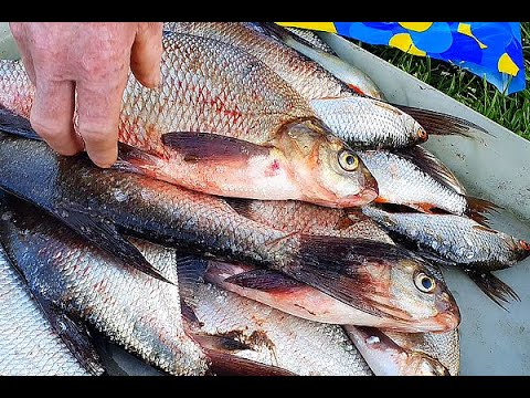 Видео: Забросил фидер на НОЧЬ! 😱 ШОК-улов! Крупные ЛЕЩИ!
