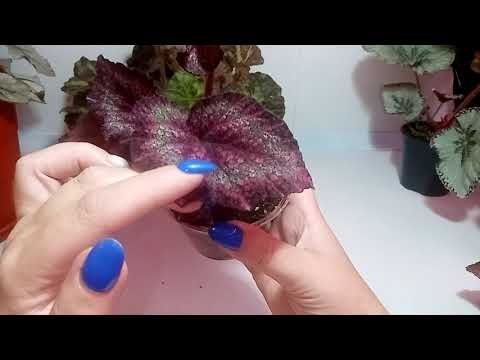 Видео: И снова бегонии.