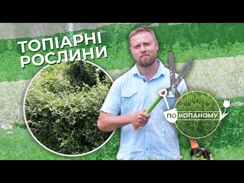Видео: Топіарні рослини | По копаному | Випуск 4