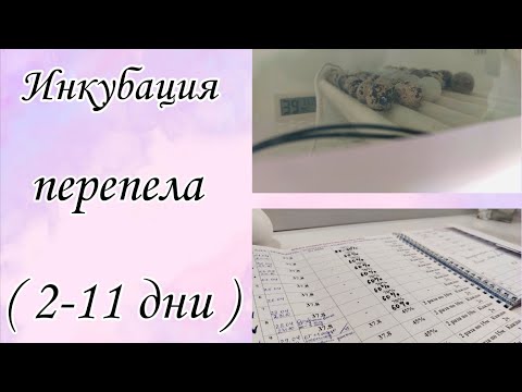 Видео: Инкубация перепелиных яиц/Инкубатор на 36 яиц/2-11 дни/Малютки Виктории