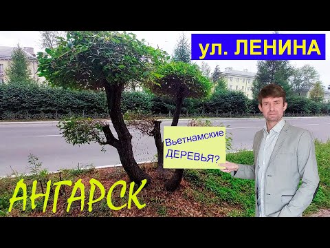 Видео: Прогулка по Ангарску, улица Ленина и парк "Нефтехимик"  - 20 08 2022 г