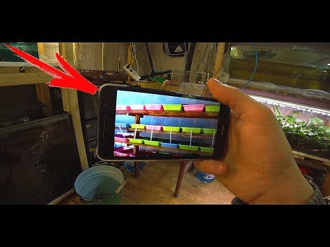 Видео: КАК ВЫРАЩИВАЮТ ТРУБОЧНИК!!