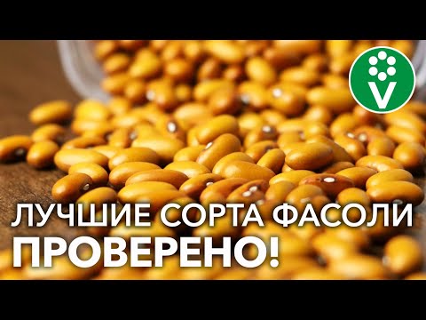 Видео: ЛЕГКО РАСТИТЬ, ВКУСНО ЕСТЬ! Эти 5 сортов ФАСОЛИ дадут урожай в любую погоду!