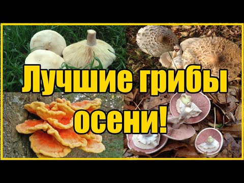 Видео: САМЫЕ ВКУСНЫЕ ОСЕННИЕ ГРИБЫ
