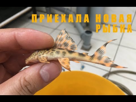 Видео: С чего начать? Пожалуй с новой рыбки!
