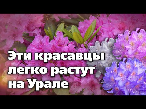 Видео: Рододендроны.  Сорта, особенности выращивания и зимовки