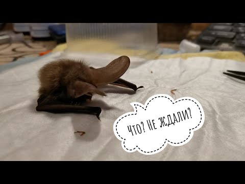 Видео: Рыжая вечерница и Бурый ушан. Летучие мыши Москвы и Области