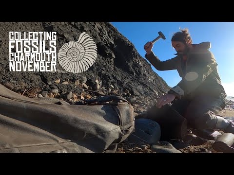 Видео: Сбор окаменелостей в Чармутском чёрном венде — Флэтстоунс и Вудстоунс, ноябрь 2021 г.