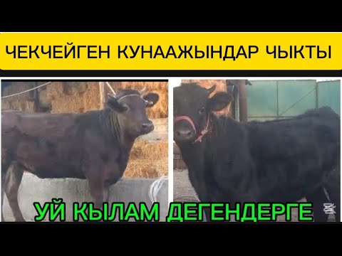 Видео: БООЗ УЙЛАР ЖАНА КУНААЖЫНДАР ЧЫКТЫ САТУУГА КӨРҮҢҮЗ ЧҮЙ ОБЛУСУ СОКУЛУК РАЙОНУНДА ДОСТАВКА БАР ✅
