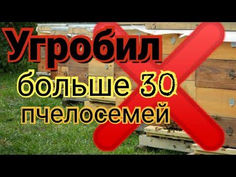 Видео: Погибло больше 30 пчелосемей. Ошибки в пчеловодстве.