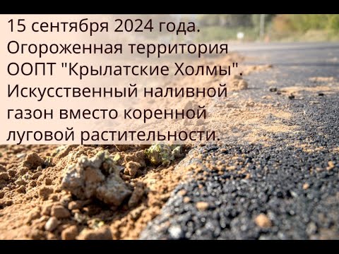 Видео: Крашенный песок на месте коренной луговой раститительности в ООПТ “Крылатские Холмы” в Крылатском