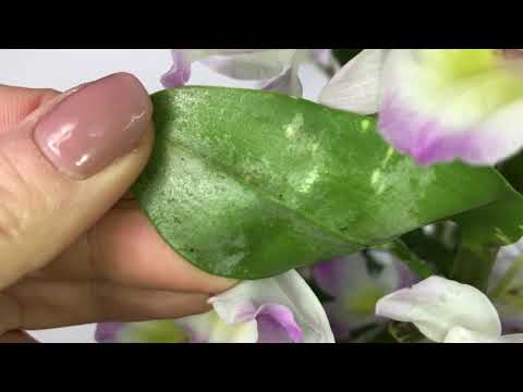 Видео: Как выглядят насекомые вредители на орхидеях и их последствия на листьях орхидей. Орхо- санитария .