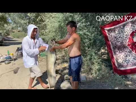 Видео: ТҮРКІСТАН | СЫРДАРИЯ | ЖАЙЫН, ЛАҚА, СОМ балық аулау 🎣🎣🎣