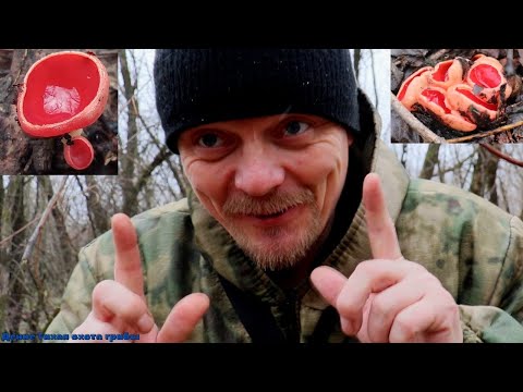 Видео: Саркосцифа в посадках акаций | Гриб эльфова чаша